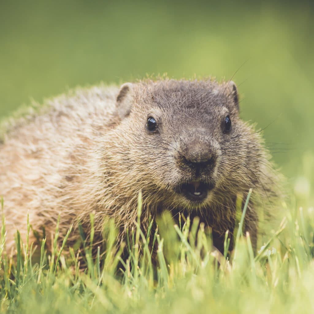 Groundhog Control Methods · Cardinal Pest