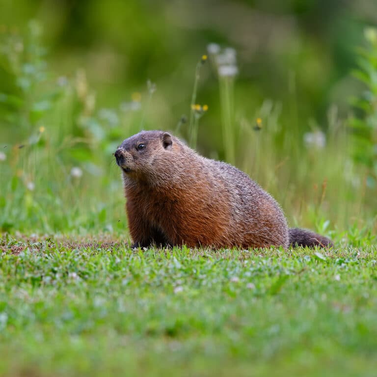 Preventing Groundhog Damage · Cardinal Pest