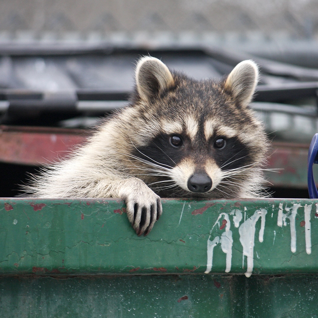 Raccoon Control Methods · Cardinal Pest