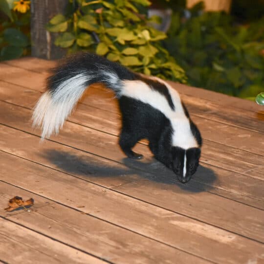 Summertime Skunks