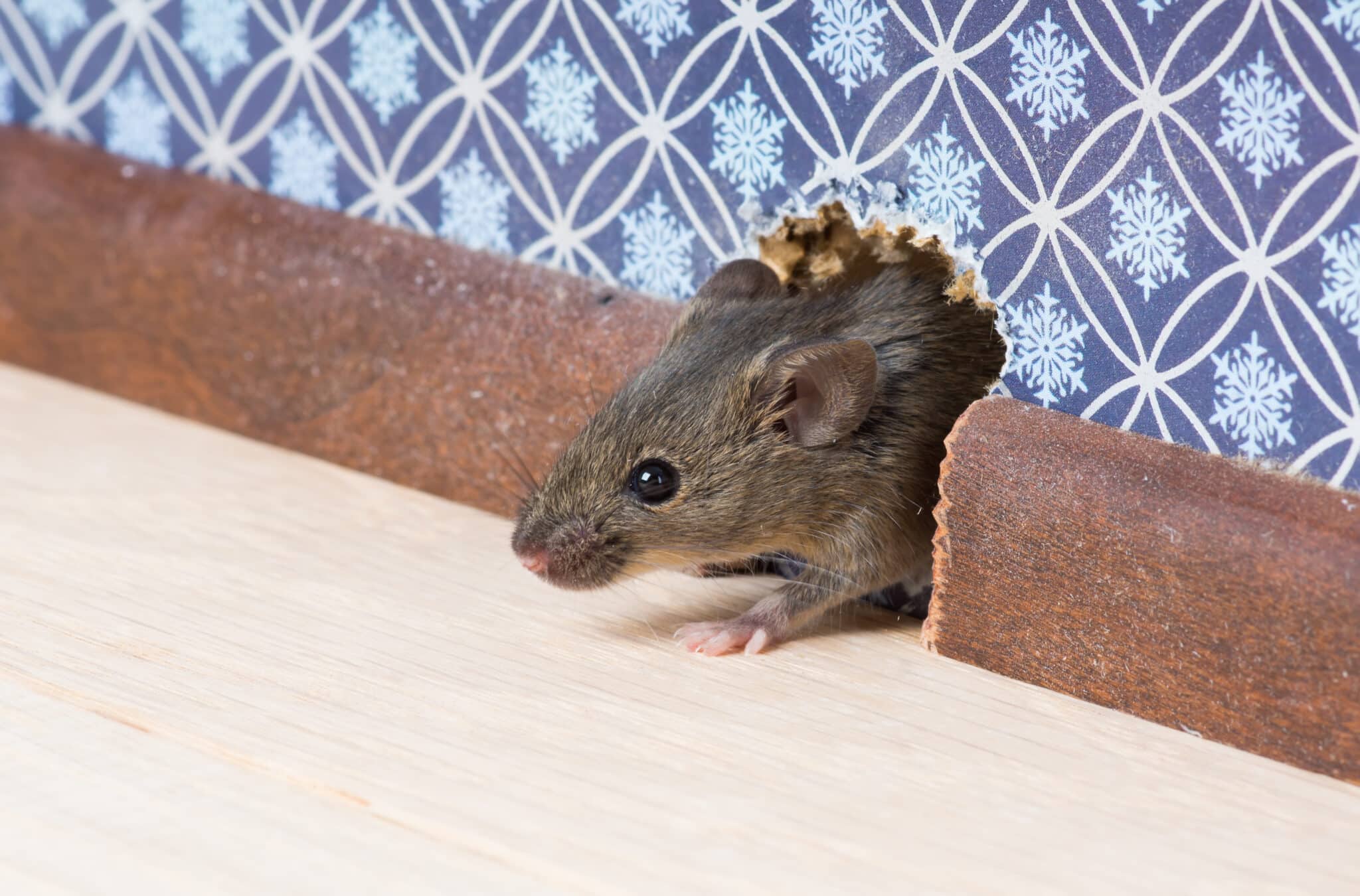 Mice In Walls Cardinal Pest   Common House Mouse Looks Out From A Mink In The Wall Stockpack Adobe Stock Scaled 