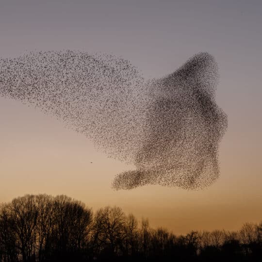 The Murmurations of Starlings in evening light